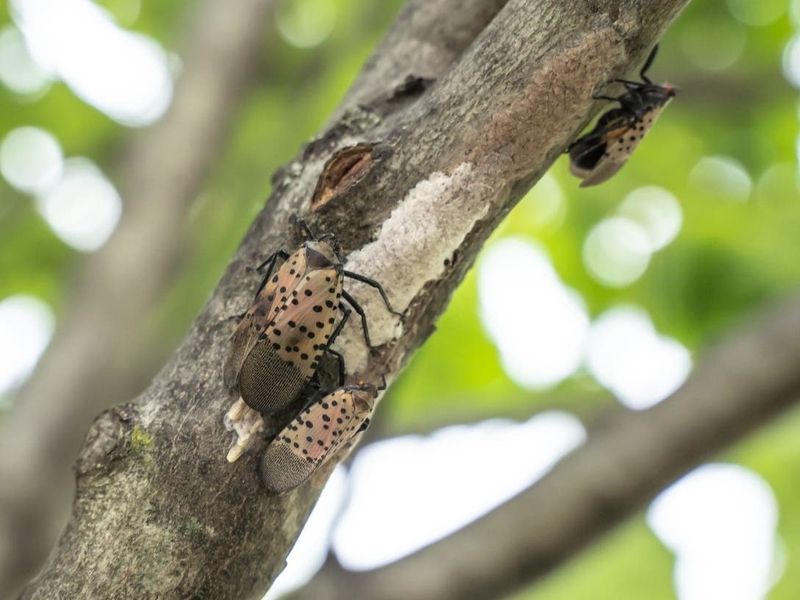 Do Not Transport The Insect Or Egg Masses Do Not Transport The Insect Or Egg Masses