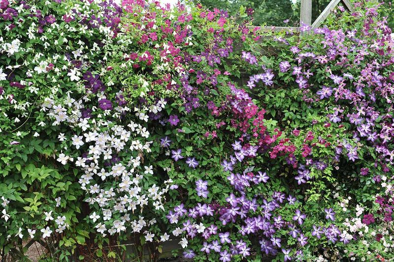 Do Not Treat Every Clematis The Same Do Not Treat Every Clematis The Same