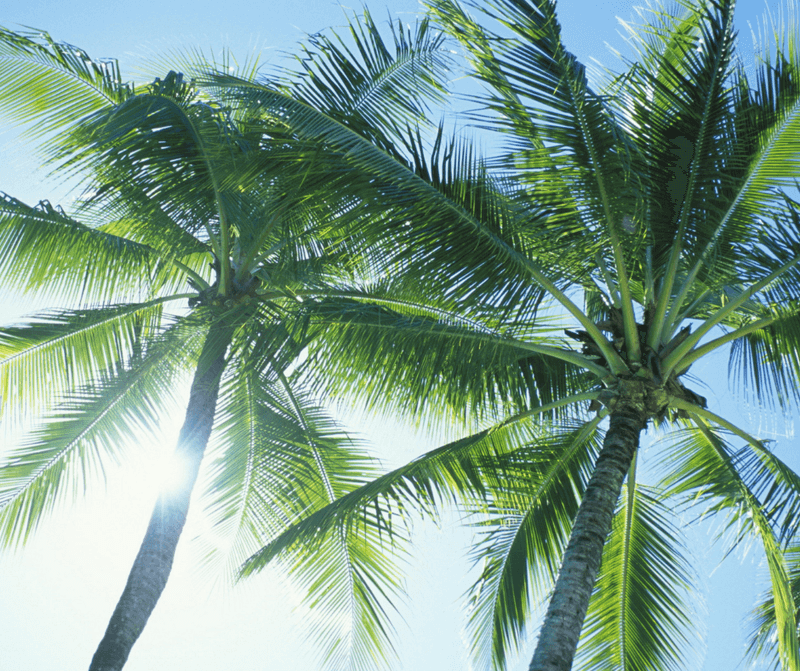 Do Not Trim Palms Without Withered Fronds To Remove