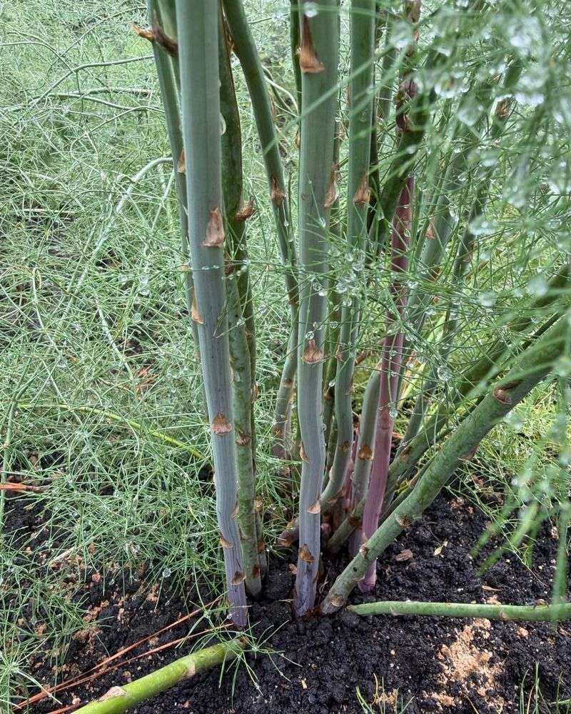 Do Not Try To Force Late Fern Growth Do Not Try To Force Late Fern Growth