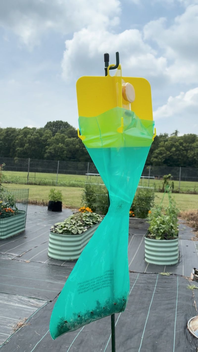 Do Not Use Japanese Beetle Traps Near Valuable Plants
