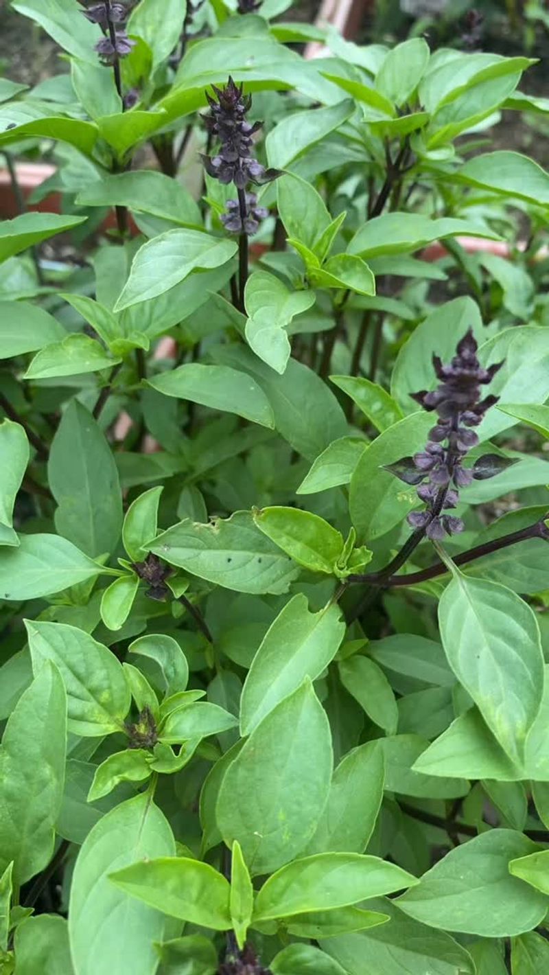 Do Not Wait Until Basil Is In Full Flower