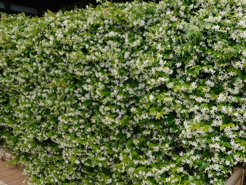Do not mistake a fragrant screen for pest control or desert adaptation