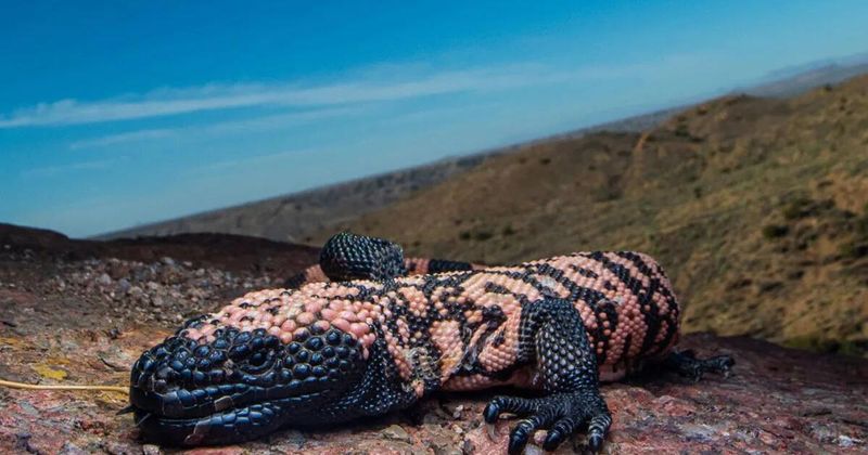 Do not move or release the lizard yourself