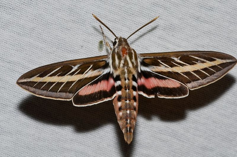 Document the insect before assigning it a name