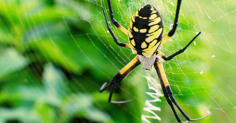 Document the spider before assigning a species name