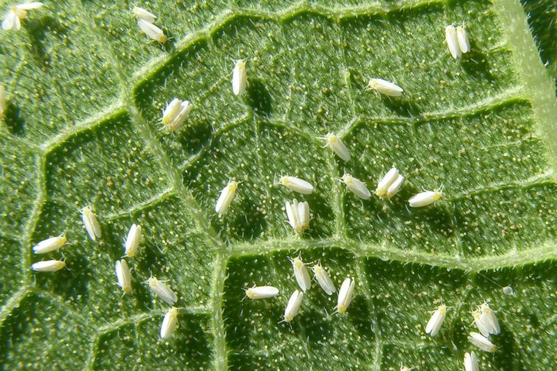 Does basil scent confuse whiteflies? Does basil scent confuse whiteflies?