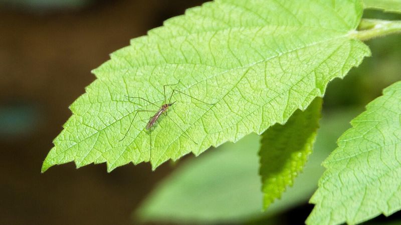 Does mint make mosquitoes lose your trail? Does mint make mosquitoes lose your trail?