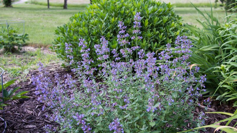 Does planting catnip actually repel Arizona mosquitoes? Does planting catnip actually repel Arizona mosquitoes?