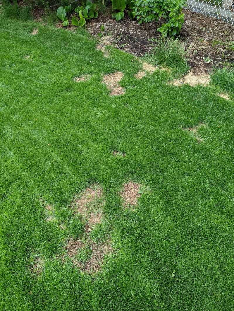 Dog Spots That Keep Widening