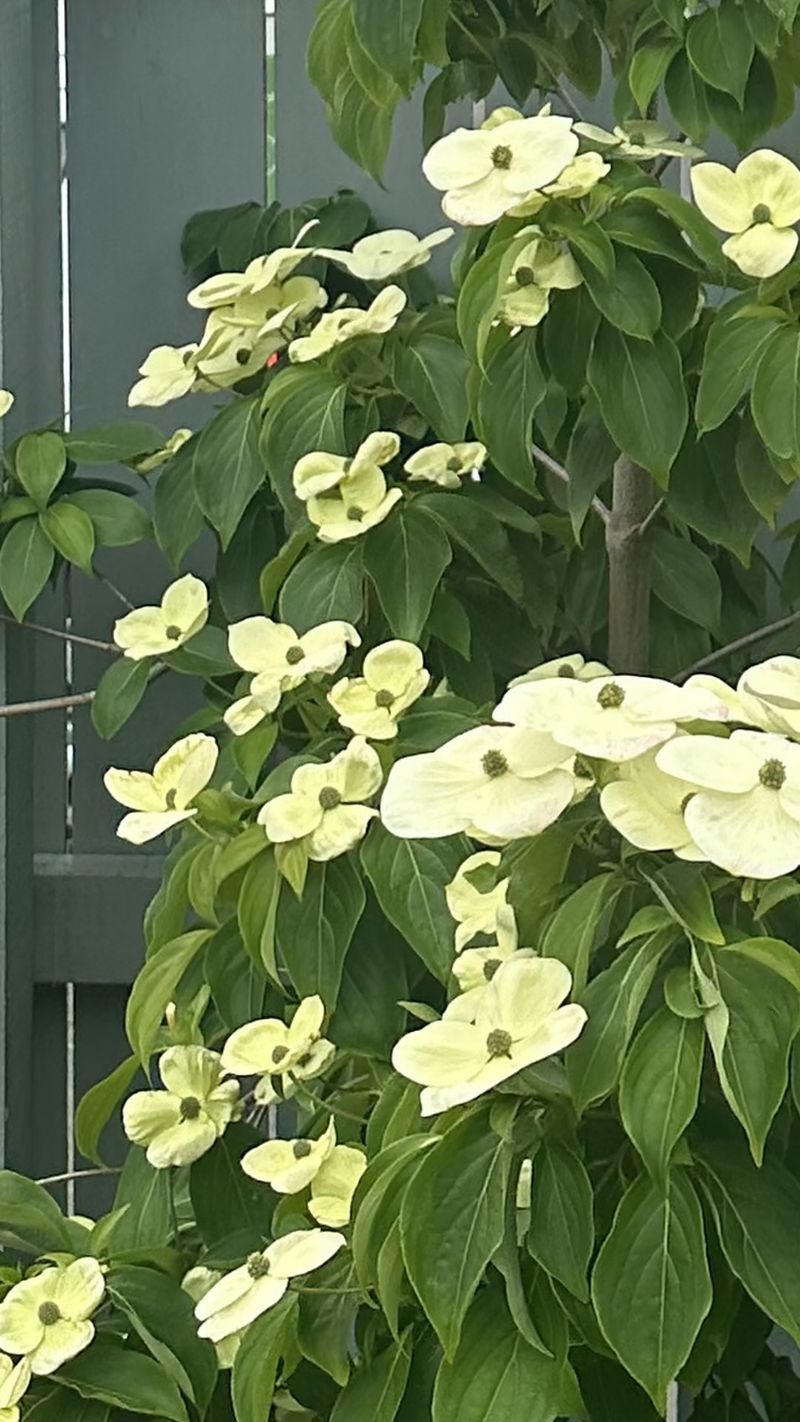 Dogwoods Benefit From Proper Pruning Timing Dogwoods Benefit From Proper Pruning Timing