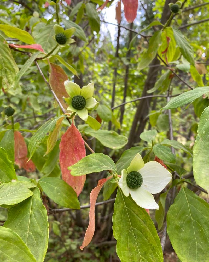Dogwoods Should Head Into Fall Without Tender New Shoots Dogwoods Should Head Into Fall Without Tender New Shoots
