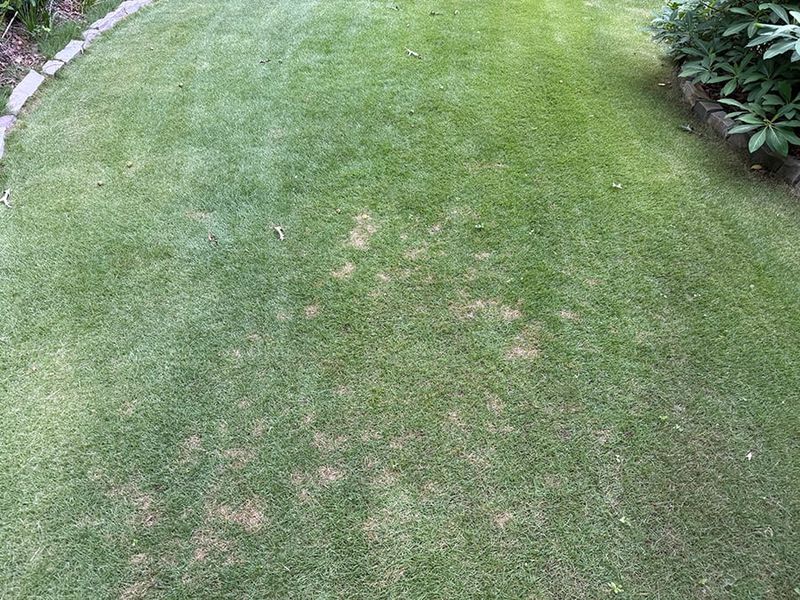 Dollar Spot Can Create Small Brown Patches