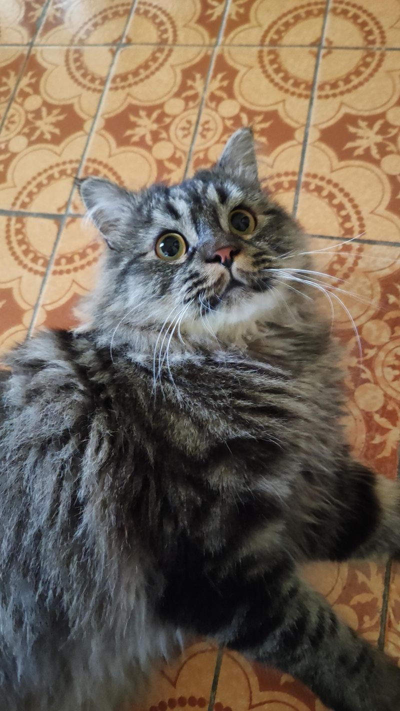 Domestic And Feral Cats