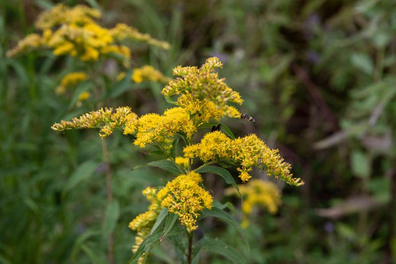 Don't Blame Goldenrod For Most Fall Allergies