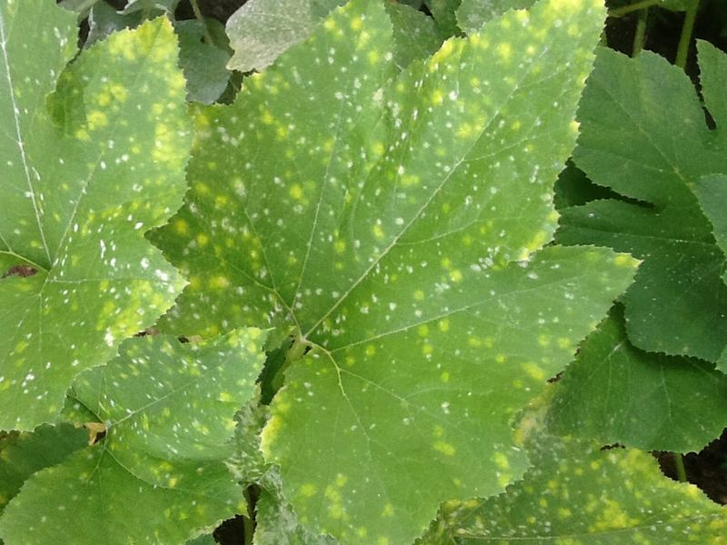 Don't Confuse It With Downy Mildew