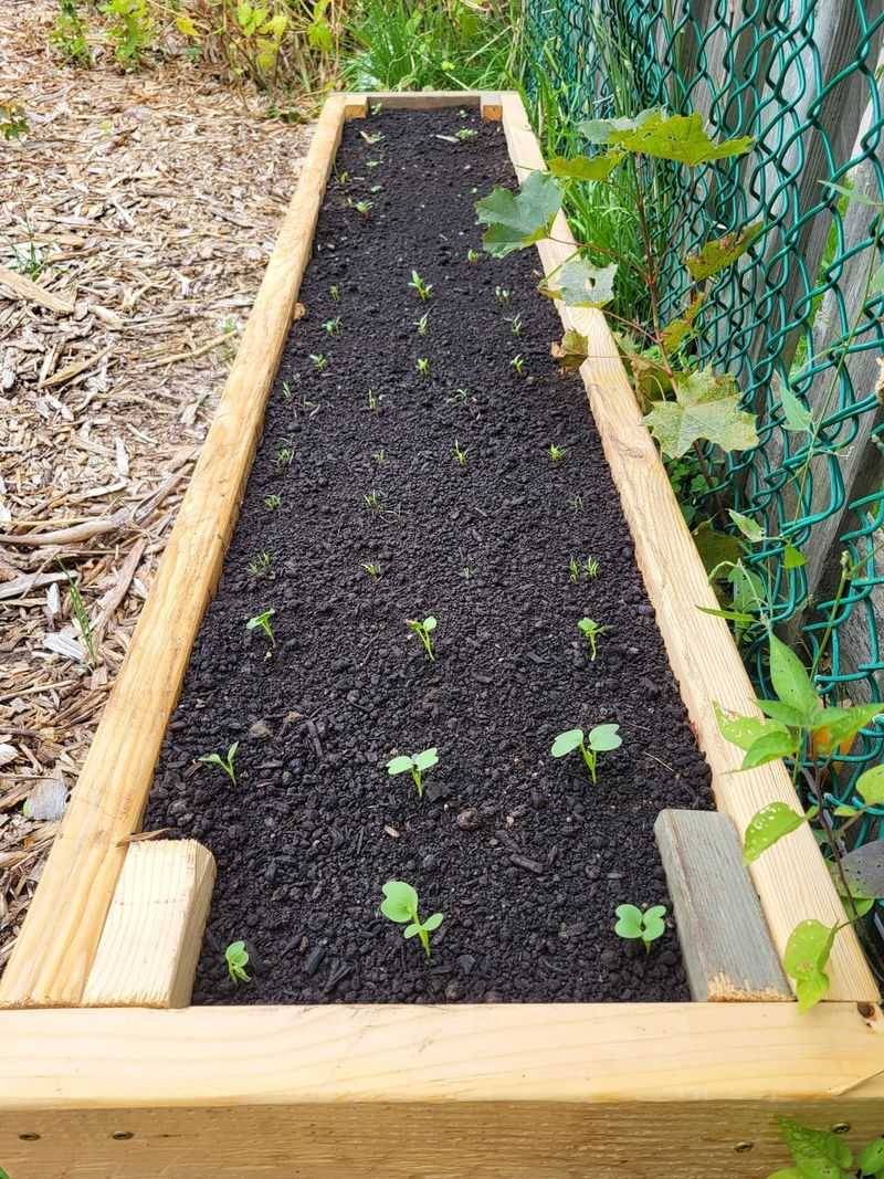 Don’t Leave Your Garden Beds Bare For Winter Don’t Leave Your Garden Beds Bare For Winter