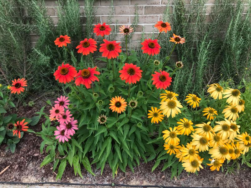 Don't Plant Right Against Foundations With Runoff