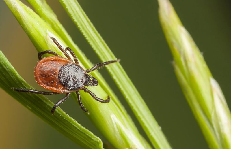 Don't Rely On Lavender Alone For Tick Protection Don't Rely On Lavender Alone For Tick Protection