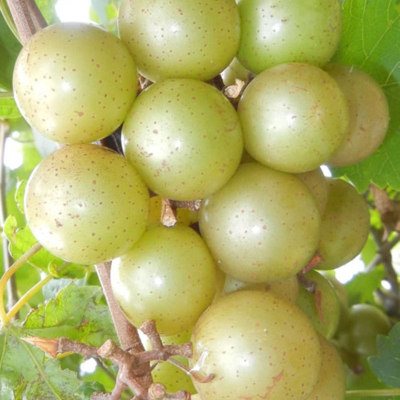 Doreen Extends The Bronze Muscadine Season Into Late Summer Doreen Extends The Bronze Muscadine Season Into Late Summer