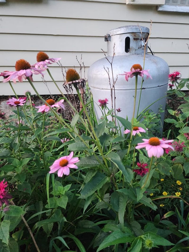 Dormancy Built Into Native Seed Coats