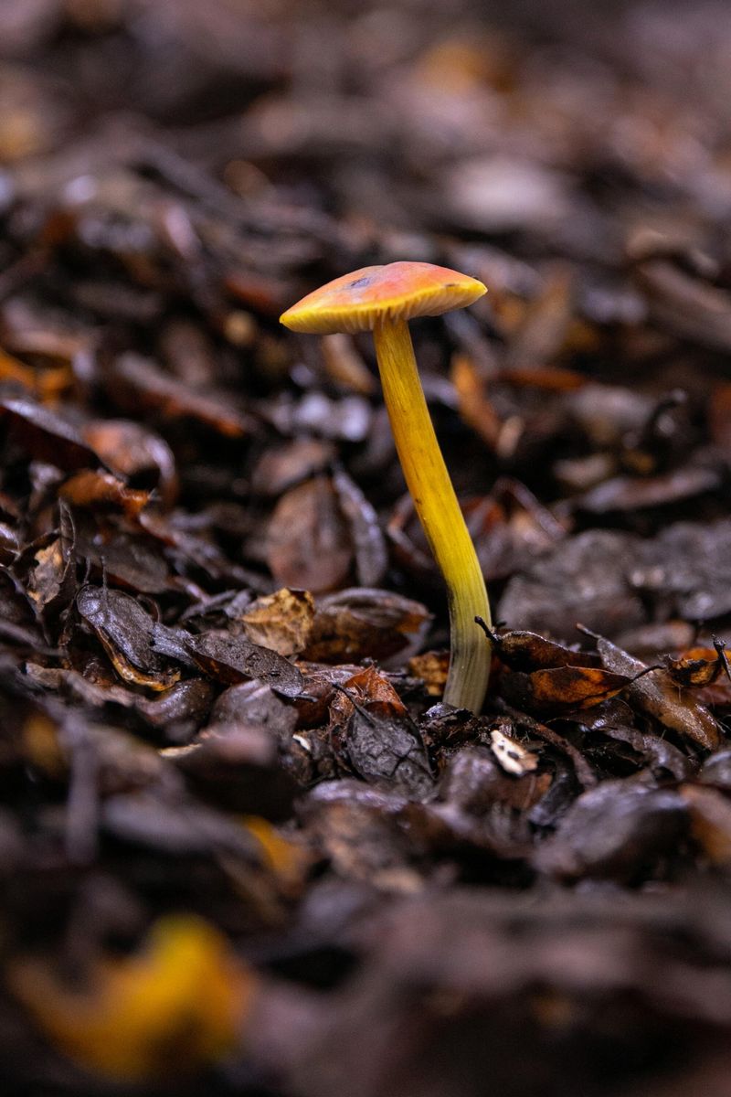 Dormant Fungi Wake Up With Moisture Dormant Fungi Wake Up With Moisture