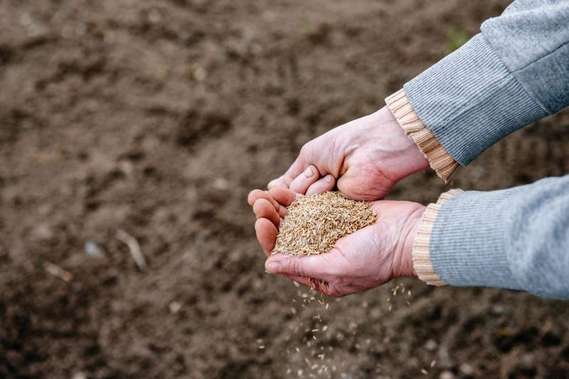 Dormant Seeding As A Late-Season Option