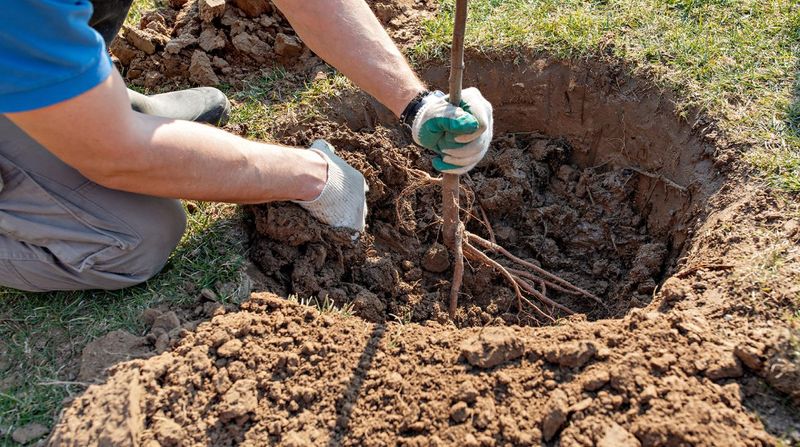 Dormant Trees Need Less Energy For New Top Growth Dormant Trees Need Less Energy For New Top Growth