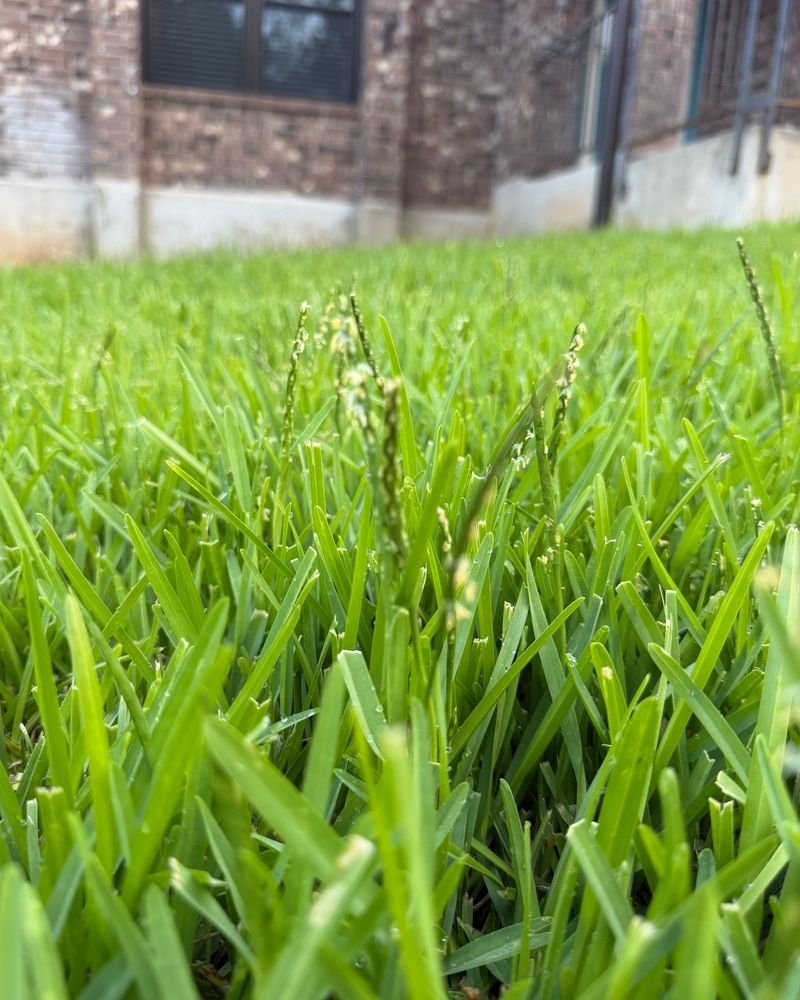 Dormant Weed Seeds Beneath Your Summer Lawn Dormant Weed Seeds Beneath Your Summer Lawn