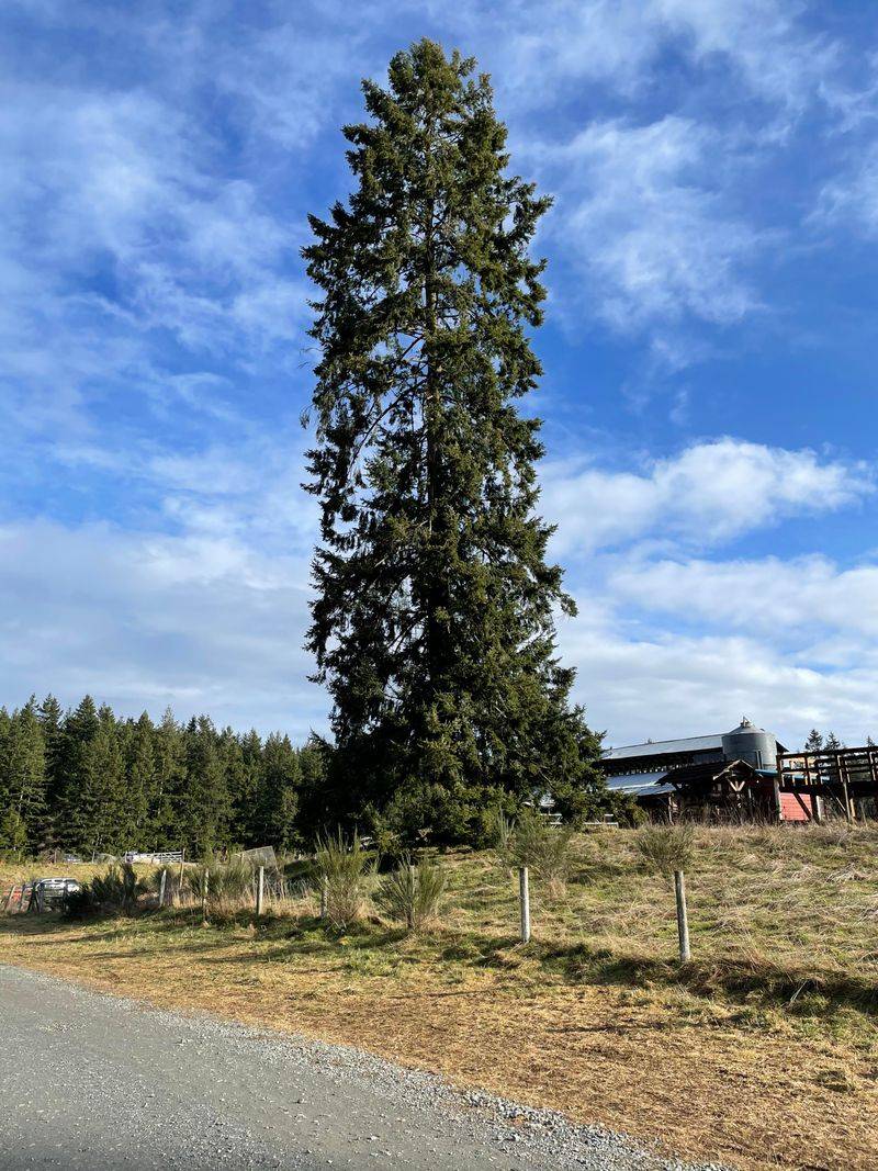 Douglas Fir Douglas Fir