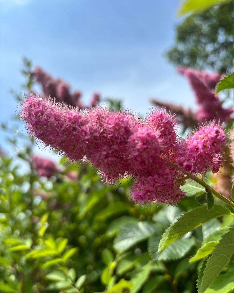 Douglas Spirea For Soggy Hedgerow Thickets Douglas Spirea For Soggy Hedgerow Thickets