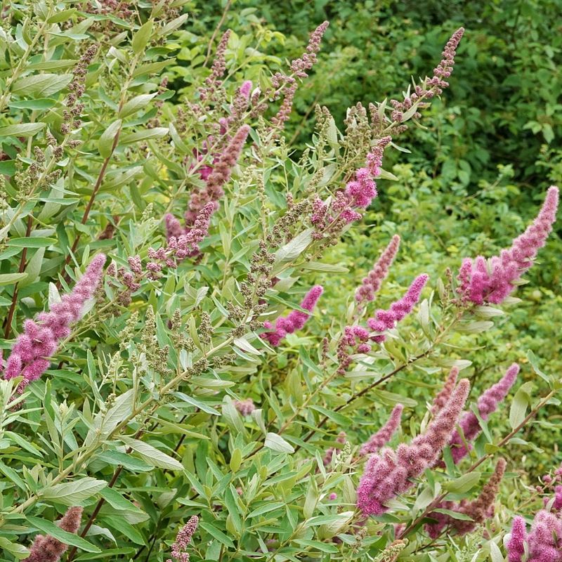 Douglas Spirea Handles Standing Water Douglas Spirea Handles Standing Water