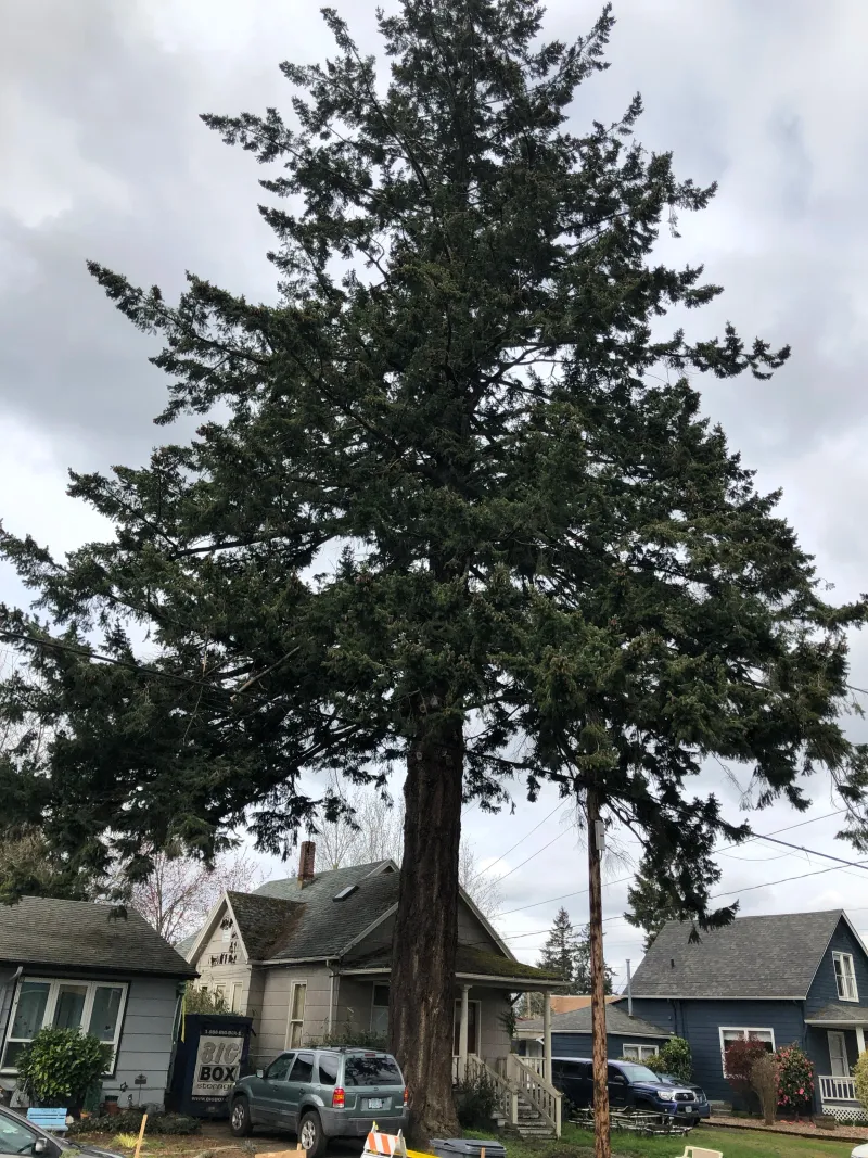 Douglas-fir Douglas-fir