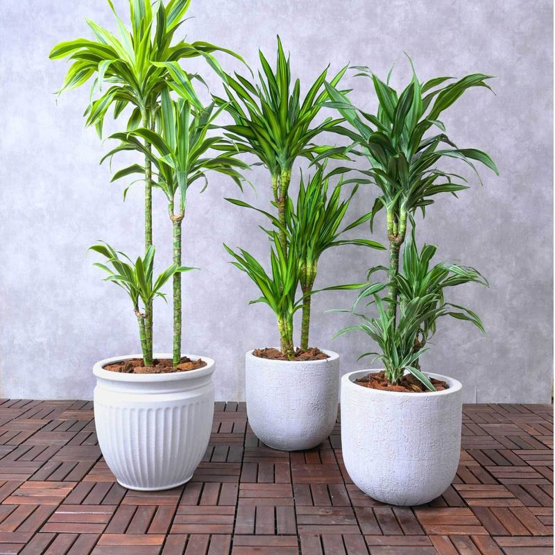 Dracaena (Dracaena spp.)