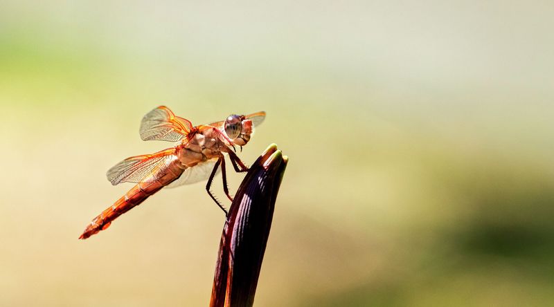 Dragonflies Need Warm Temperatures To Fly Dragonflies Need Warm Temperatures To Fly