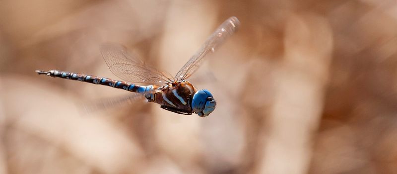Dragonflies may eat mosquitoes without reducing your mosquito risk