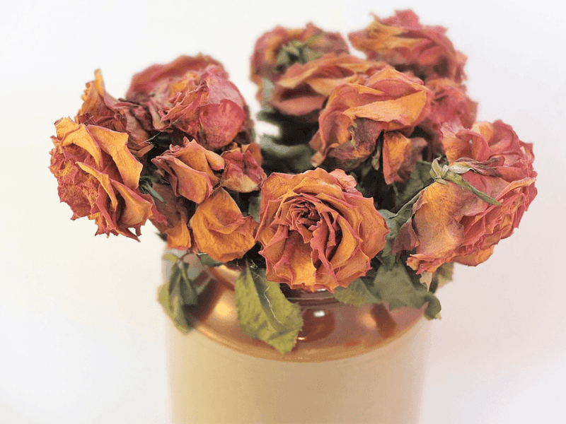 Dried Flowers, Linked To Stale Energy And Dust Dried Flowers, Linked To Stale Energy And Dust