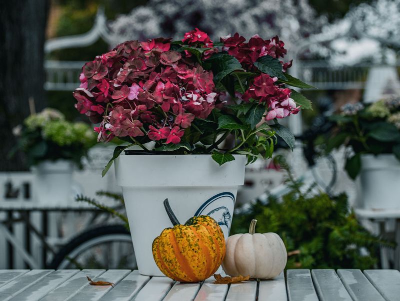 Dried Hydrangeas With Decorative Gourds Dried Hydrangeas With Decorative Gourds
