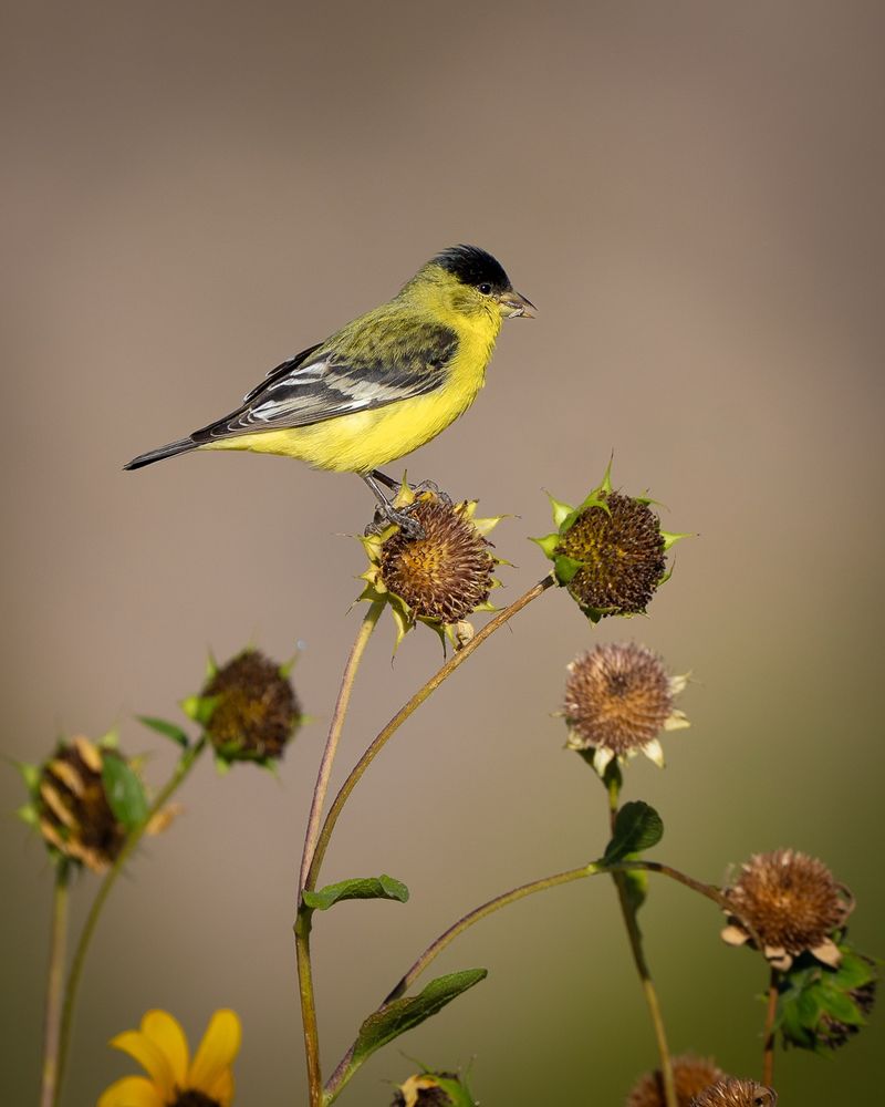Dried Seed Stalks Feed Finches Through Cold Mornings Dried Seed Stalks Feed Finches Through Cold Mornings