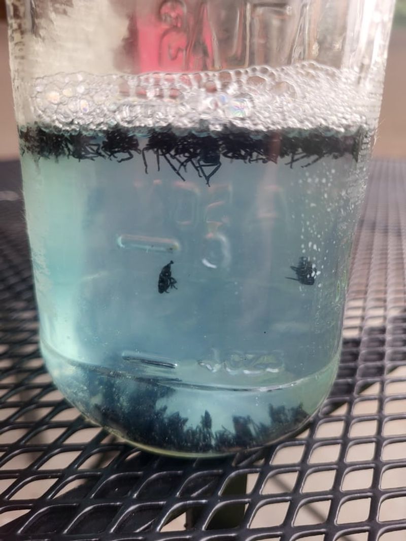 Drop Scraped Egg Masses Into Soapy Water Drop Scraped Egg Masses Into Soapy Water