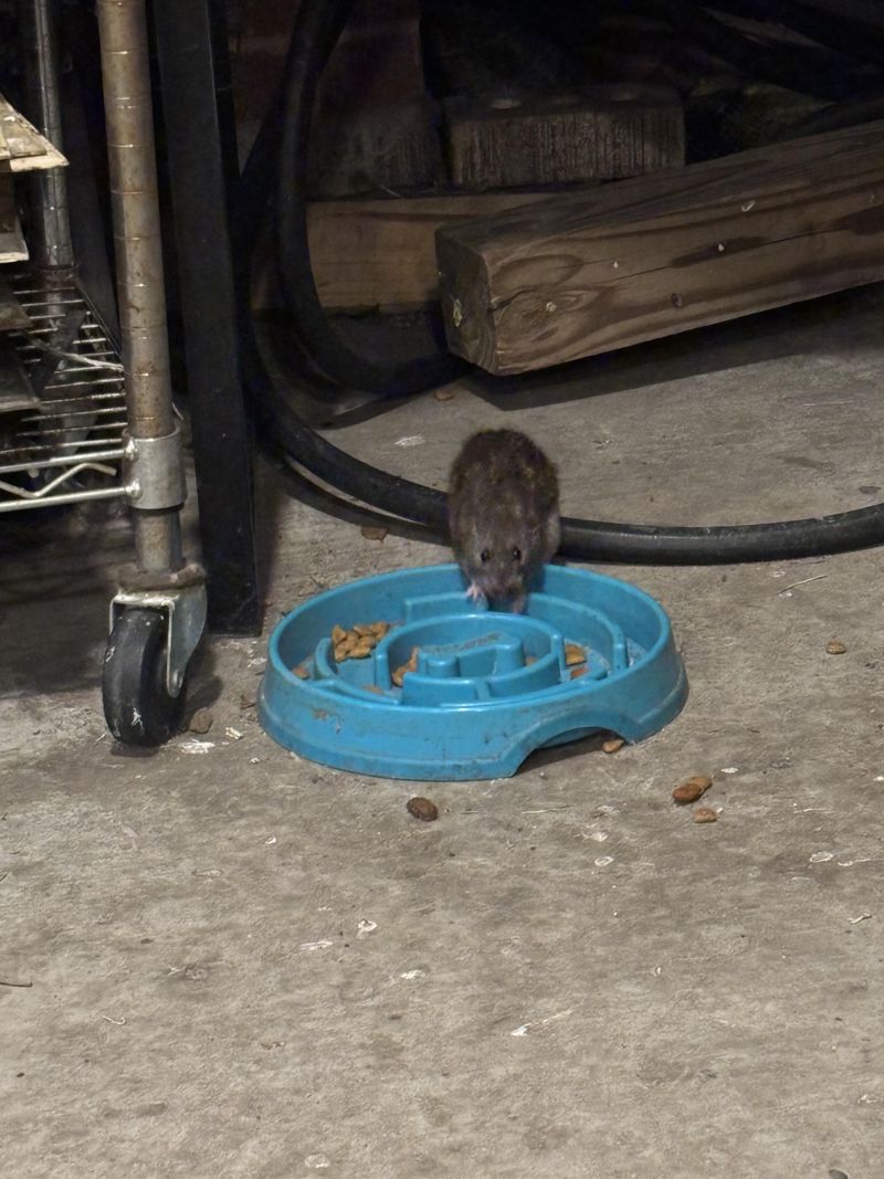 Dropping Temperatures Send Rats Searching For Warmth