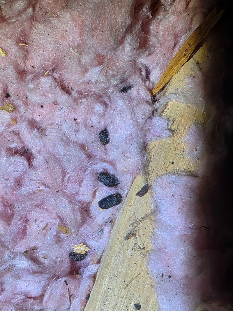 Droppings And Gnaw Marks Can Confirm Their Presence Droppings And Gnaw Marks Can Confirm Their Presence