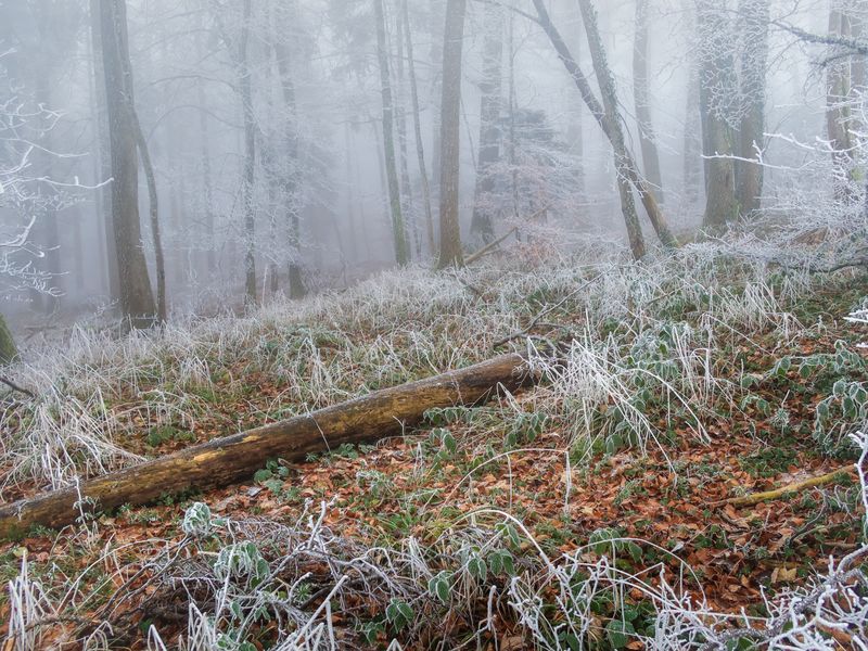 Drought And Frost Push Bears Downhill Faster