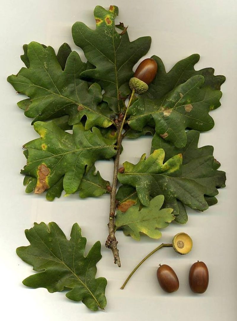 Drought Can Reduce Acorn Development Drought Can Reduce Acorn Development