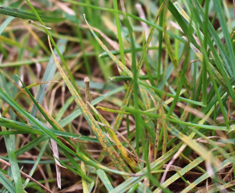 Drought, Low Fertility, And Compaction Can Increase Rust Risk