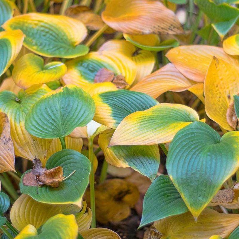 Drought Stress Can Cause Hosta Foliage To Fade Drought Stress Can Cause Hosta Foliage To Fade