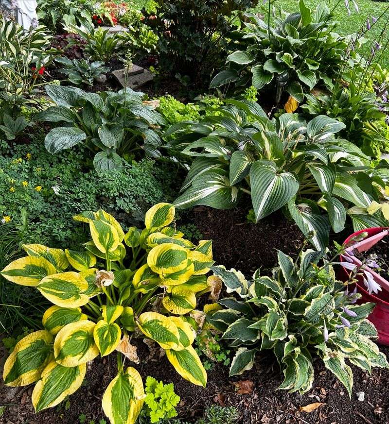 Drought Stress Can Turn Leaves Yellow