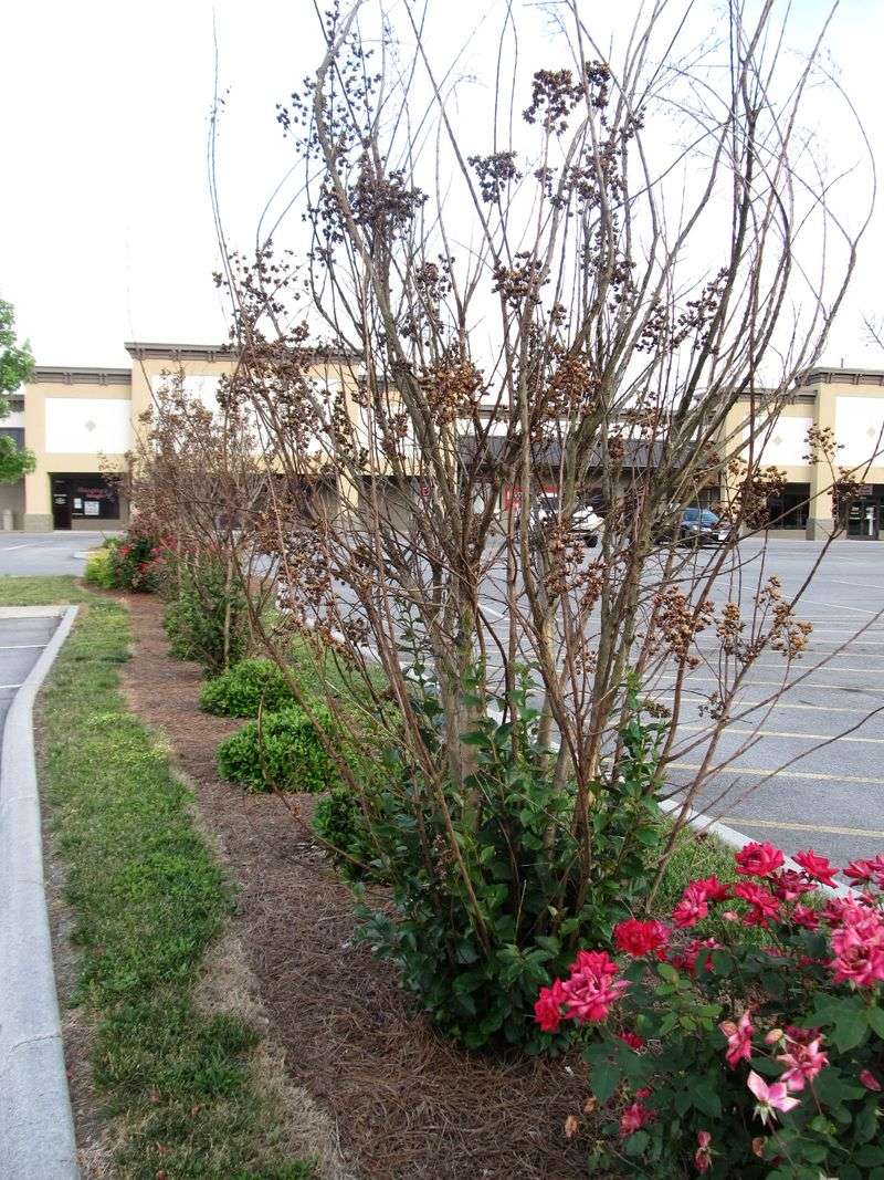 Drought Stress Delayed Normal Bud Break