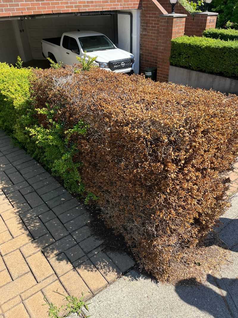 Drought Stress Dries Out Green Leaves