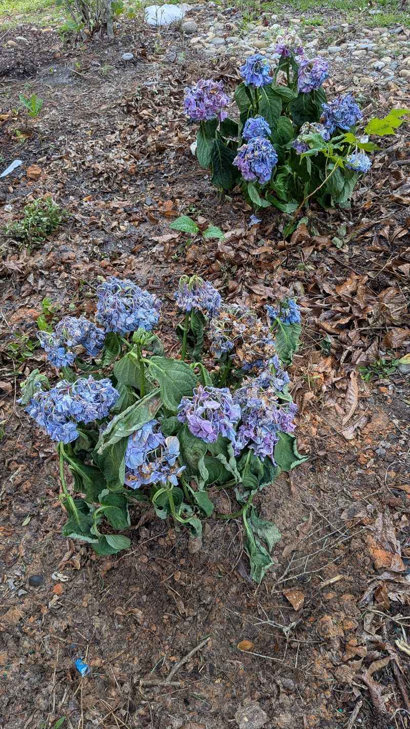 Drought Stress Interrupts Flowering Drought Stress Interrupts Flowering